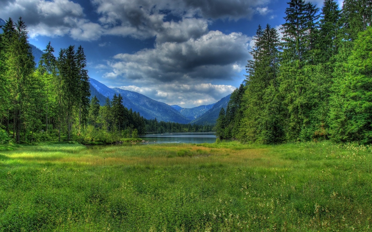 sea, grass, trees, ocean