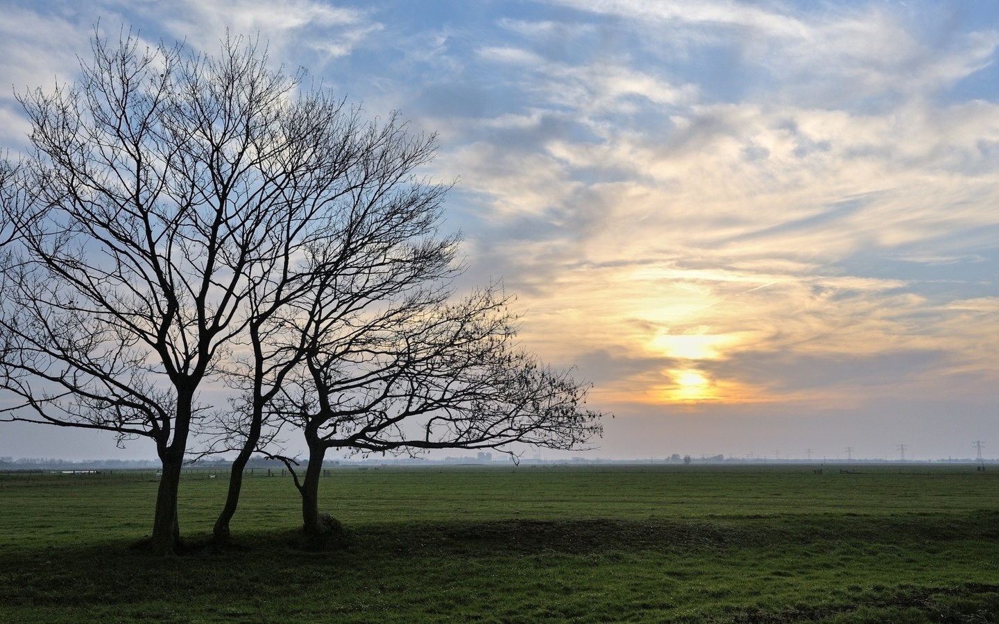 field, tree, grass.sky