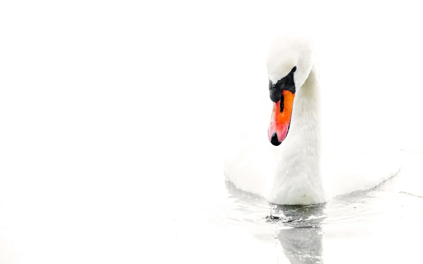  , , , white background, water, swan