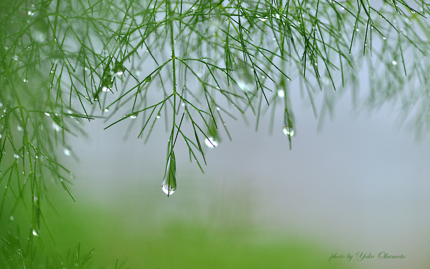 yoko okamoto, plant, branch, green, asparagus, drops of water