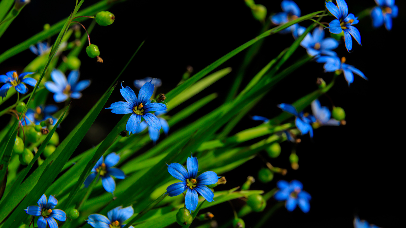 flowers, flora, macro, ,,,,,,,,,,,,,,,,,,,,,,,,,,,,,,,,,,.,,,,,,,,..,.,,,,,,,,,,,,.....,,,,,,,..,,,,....,.,.,,,,,,.,,,