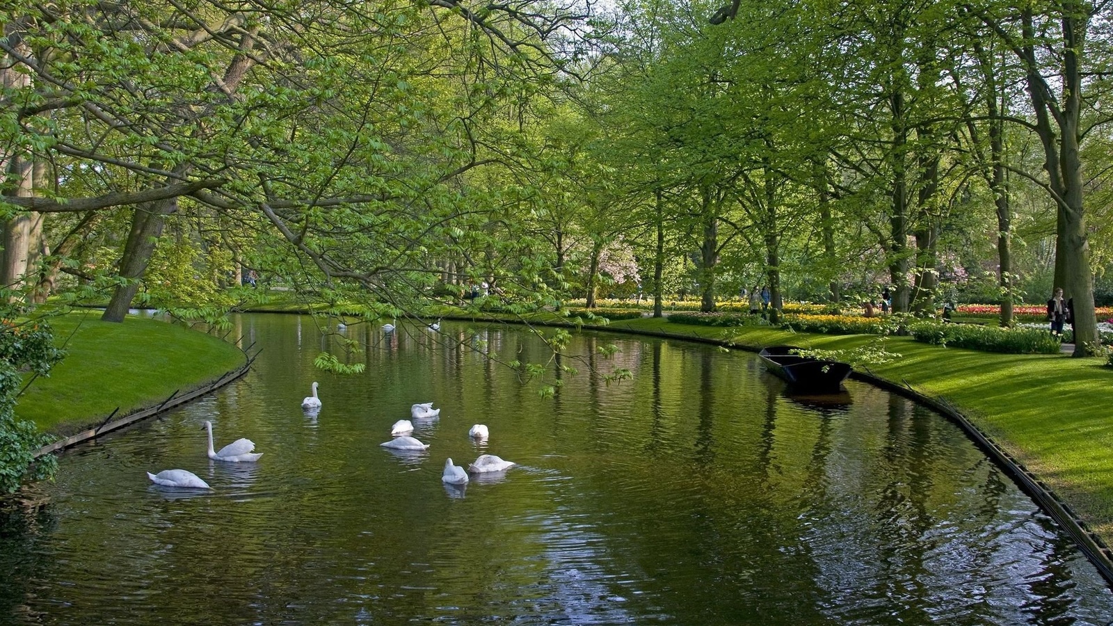 swans, park, lake, tree, water