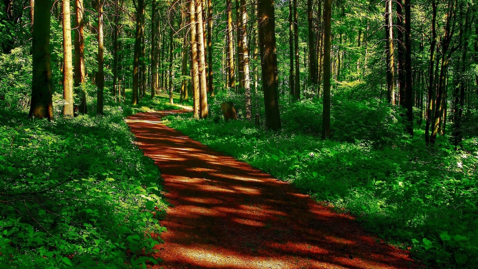 path, trees, grass, green