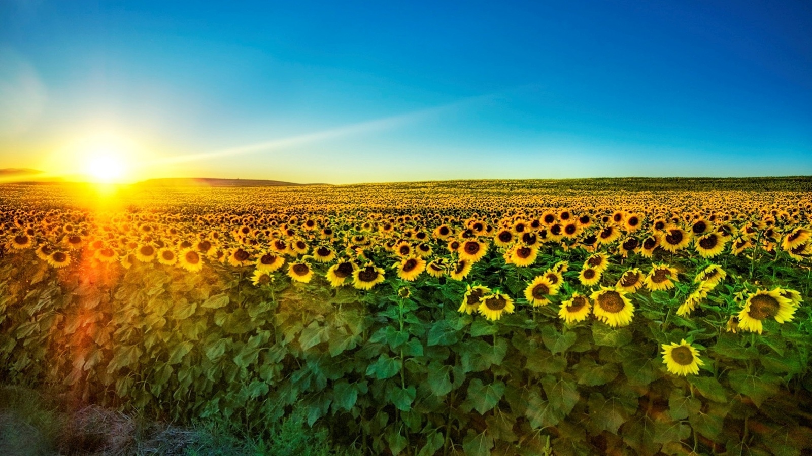 sunflower, fields, tree, sky