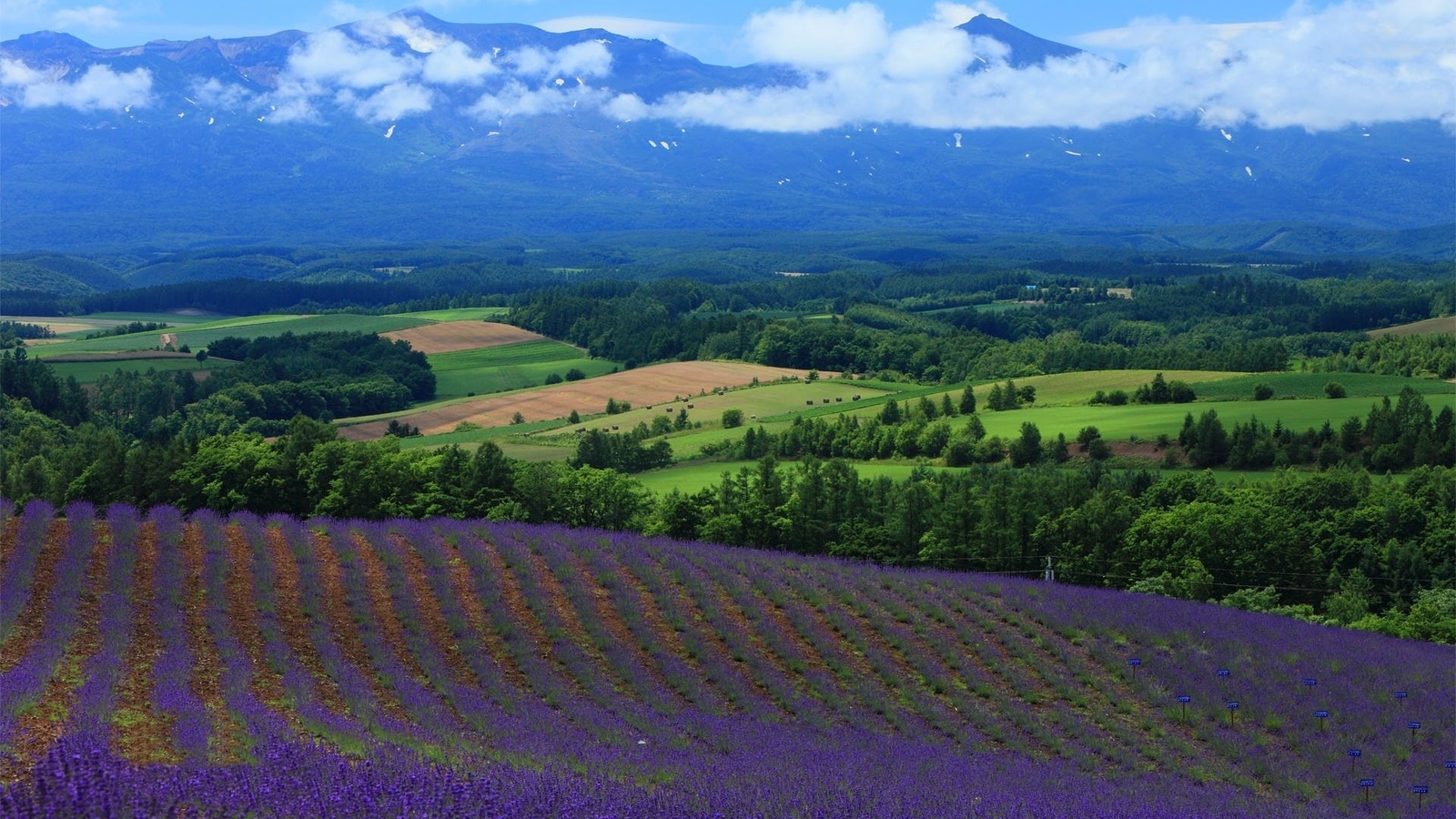 lavander, fields, hills, mountain