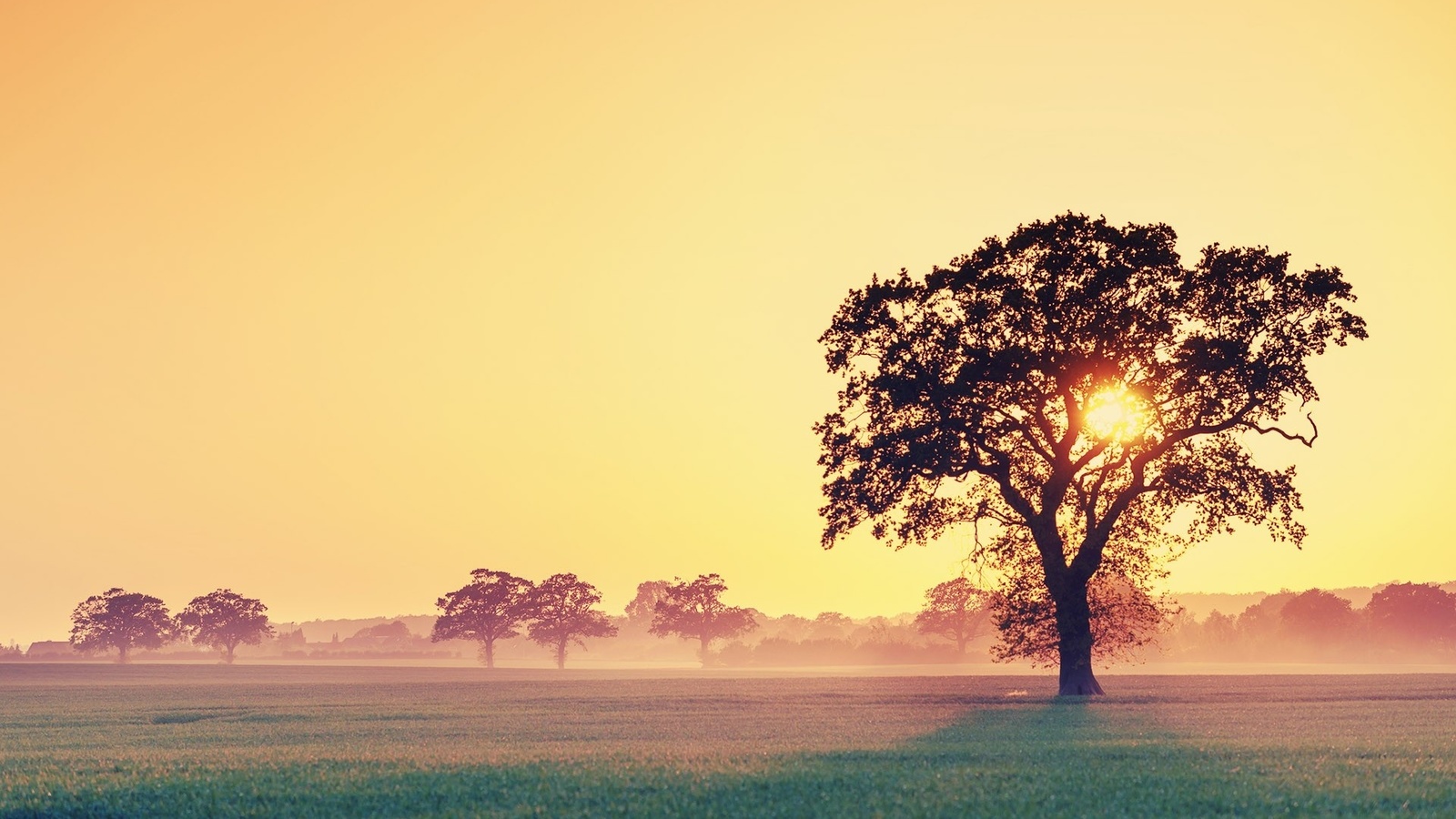 watercolor, sunset, tree, sky