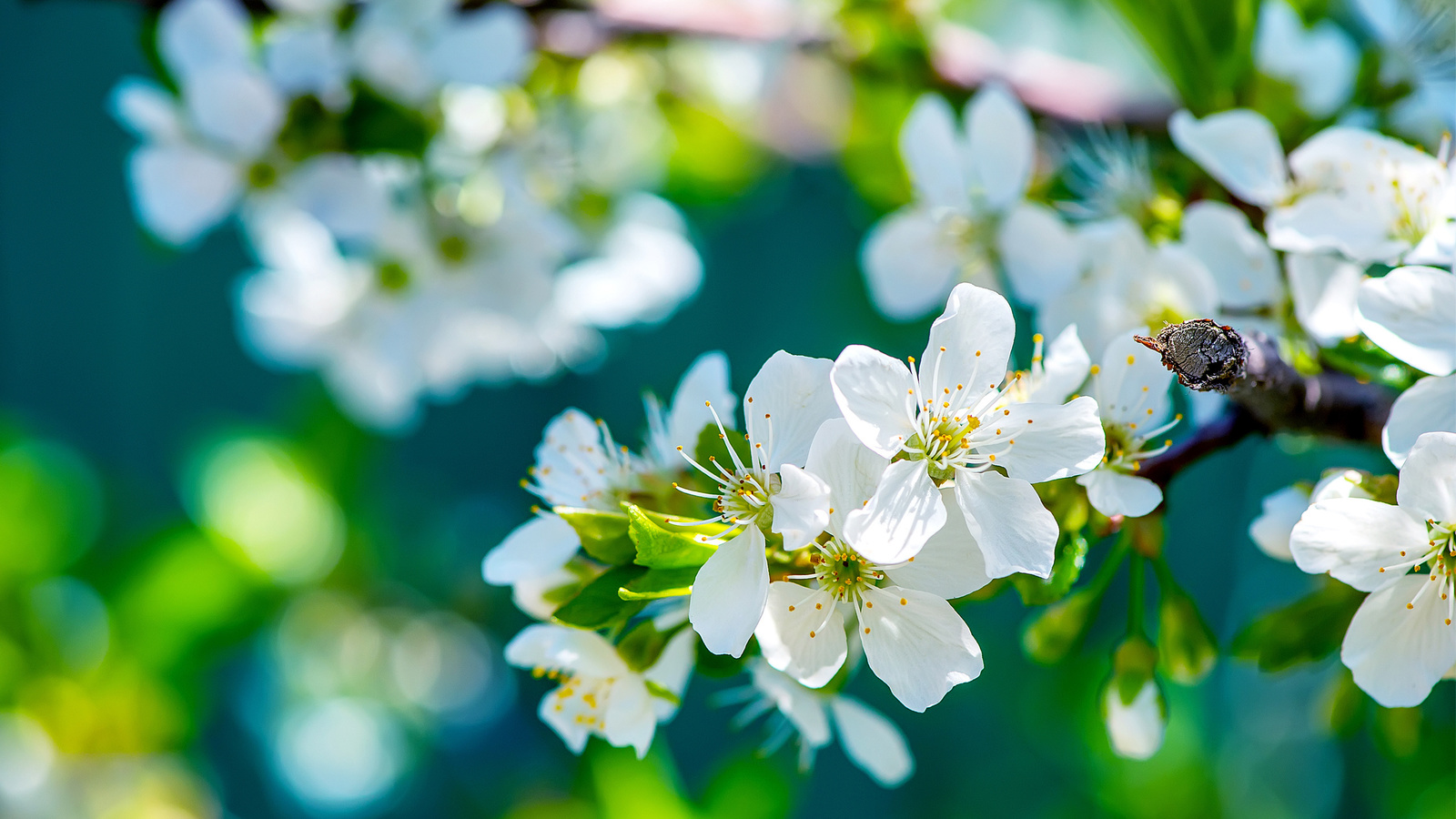 branch, flowers, macro