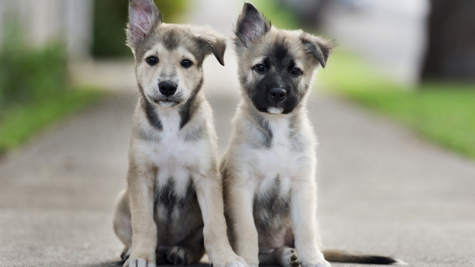 cute, puppies, dog, street