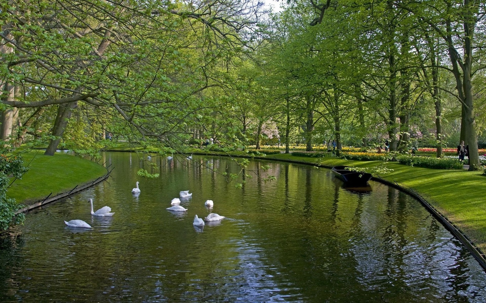 swans, park, lake, tree, water