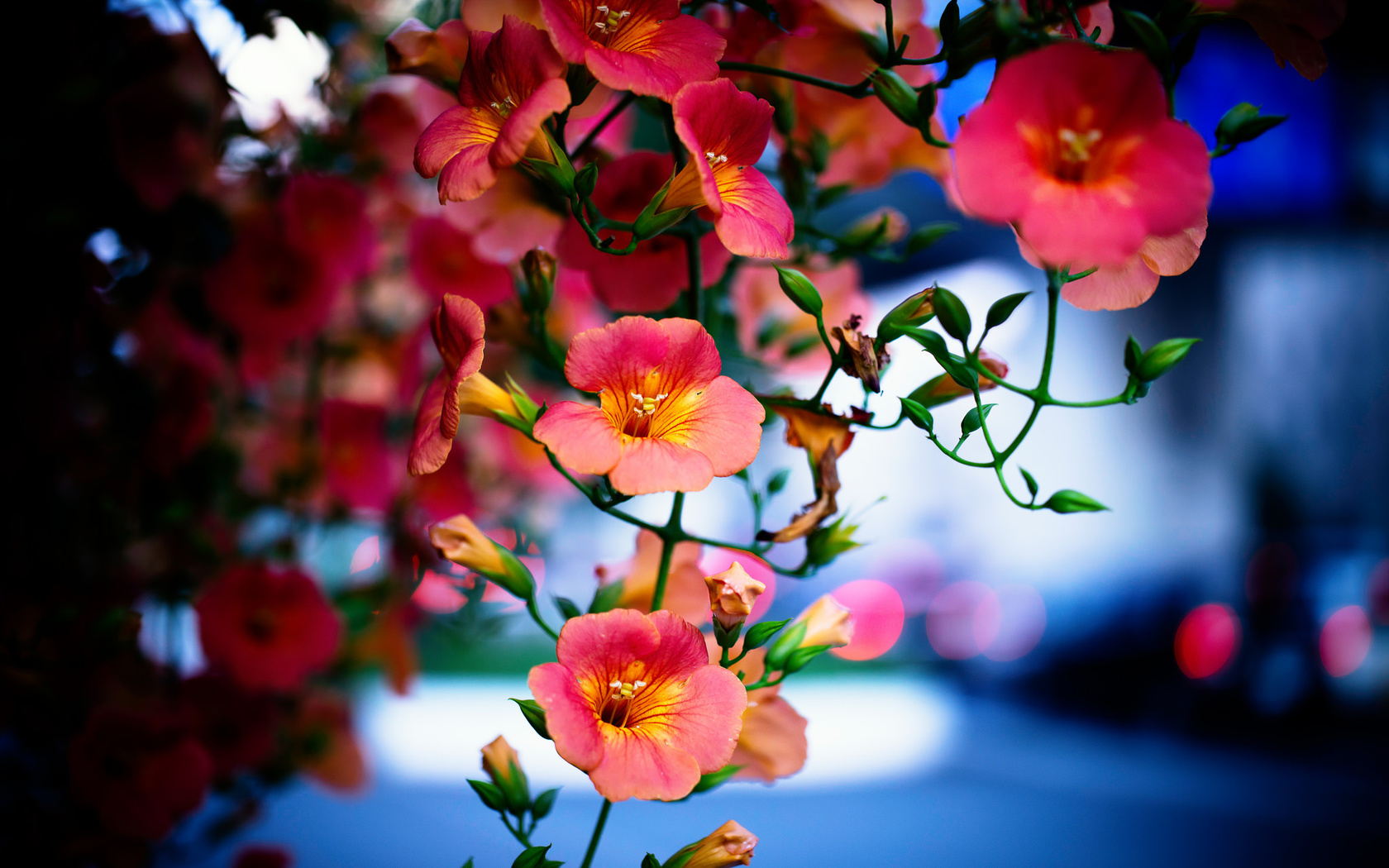 campsis radicans, tecoma, liana, butonchiki