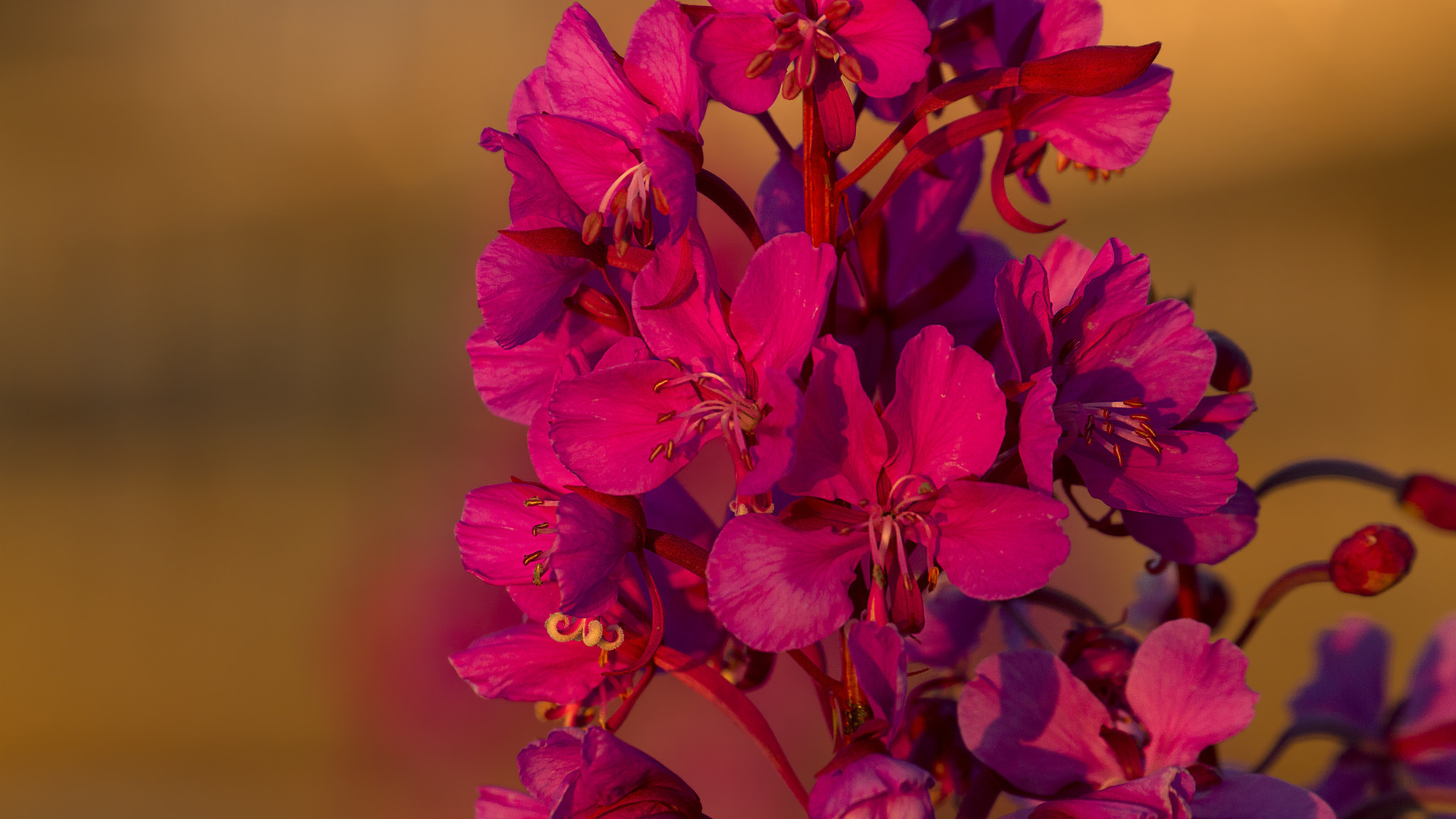 blooming sally, flowers, macro, ,,,,,,,,,,,,,,,,,,,,,,,,,,,,,,,,,,.,,,,,,,,..,.,,,,,,,,,,,,.....,,,,,,,..,,,,....,.,.,,,,,,.,,,