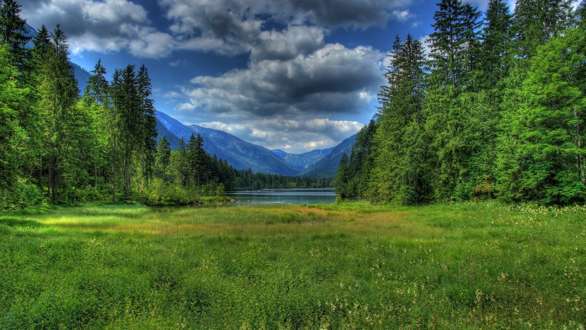 sea, grass, trees, ocean