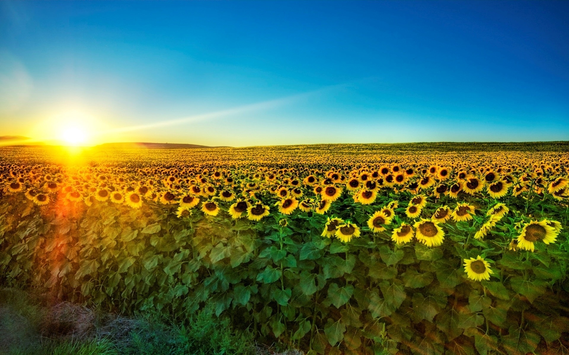 sunflower, fields, tree, sky