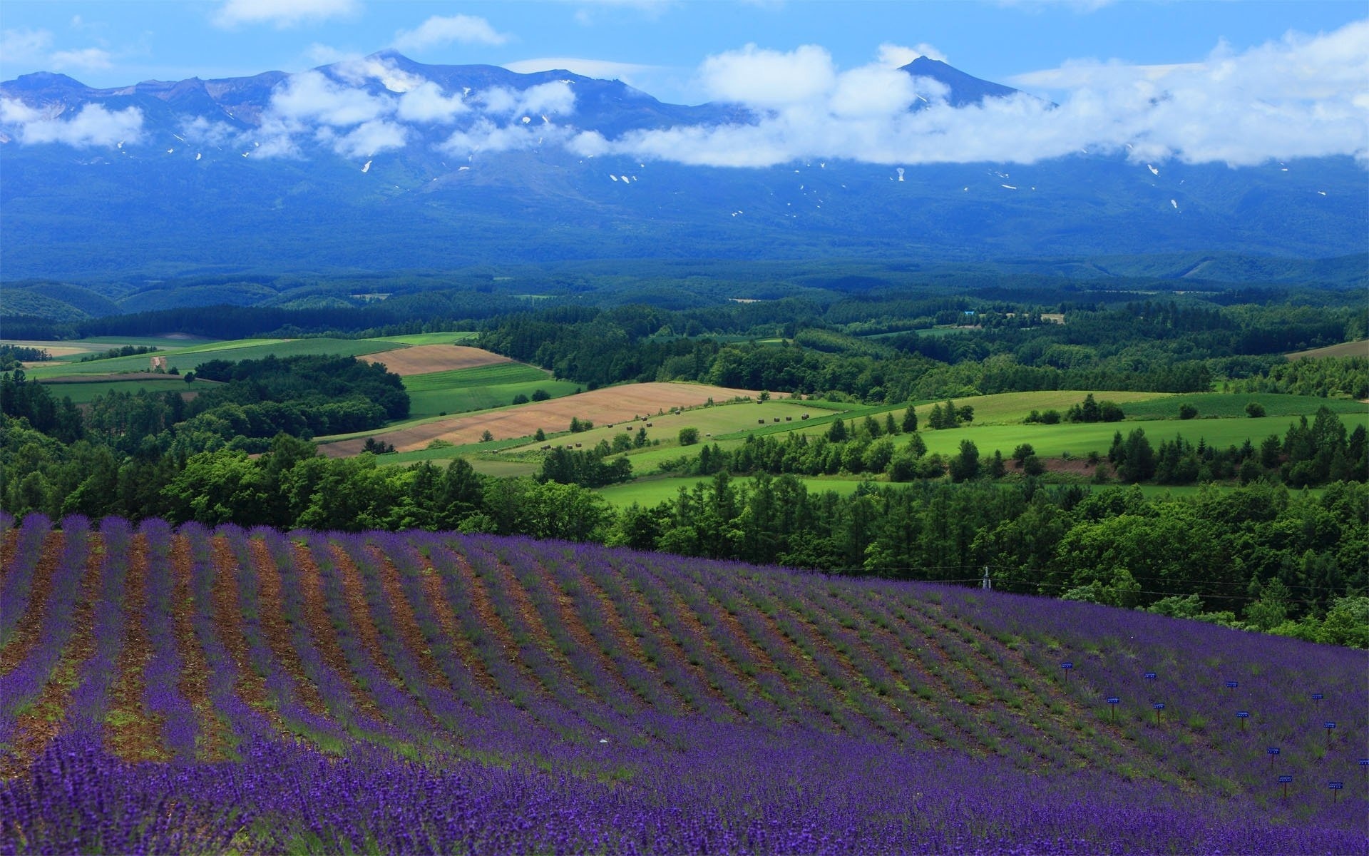 lavander, fields, hills, mountain