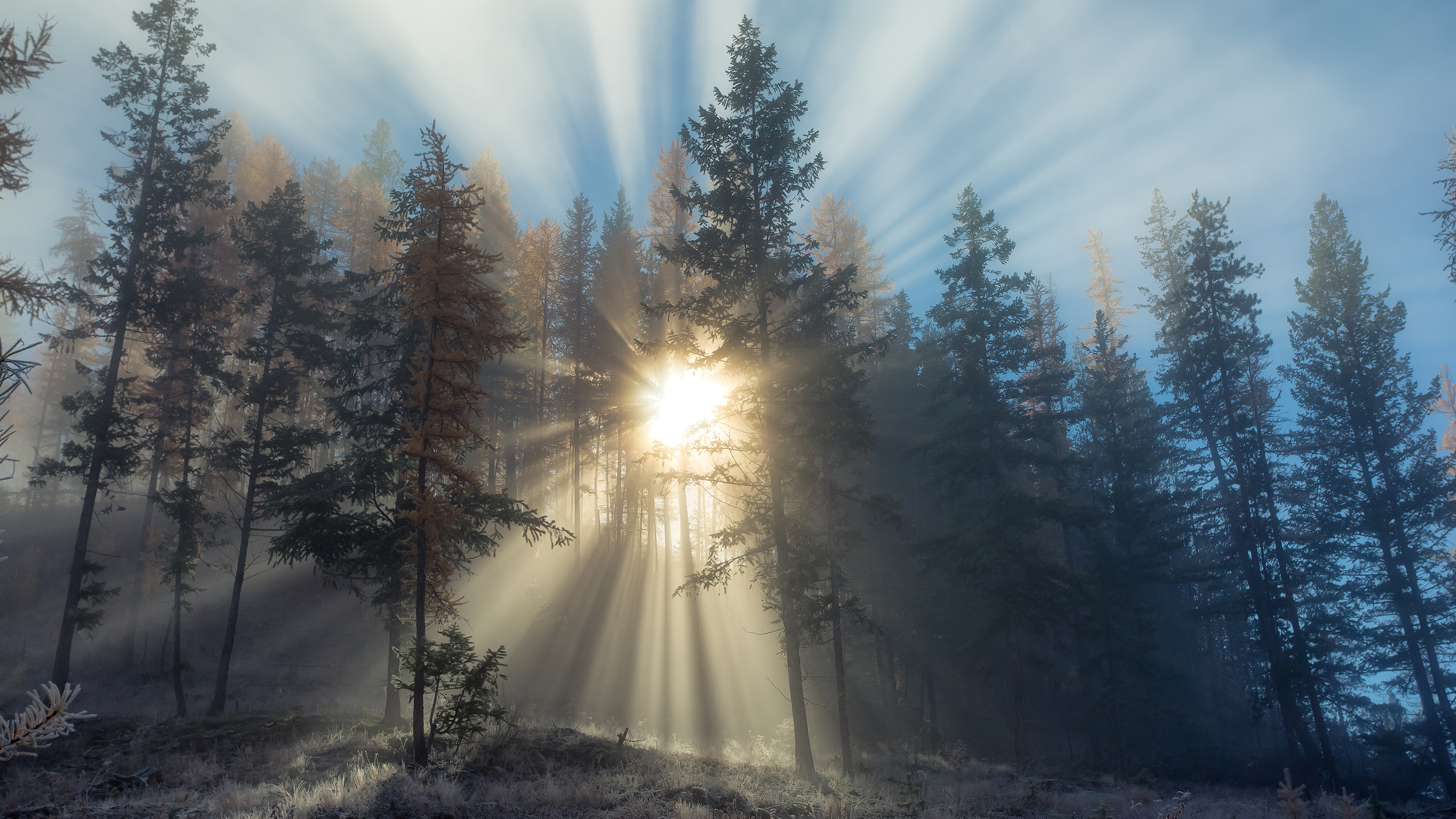 british columbia, canada, forest, trees