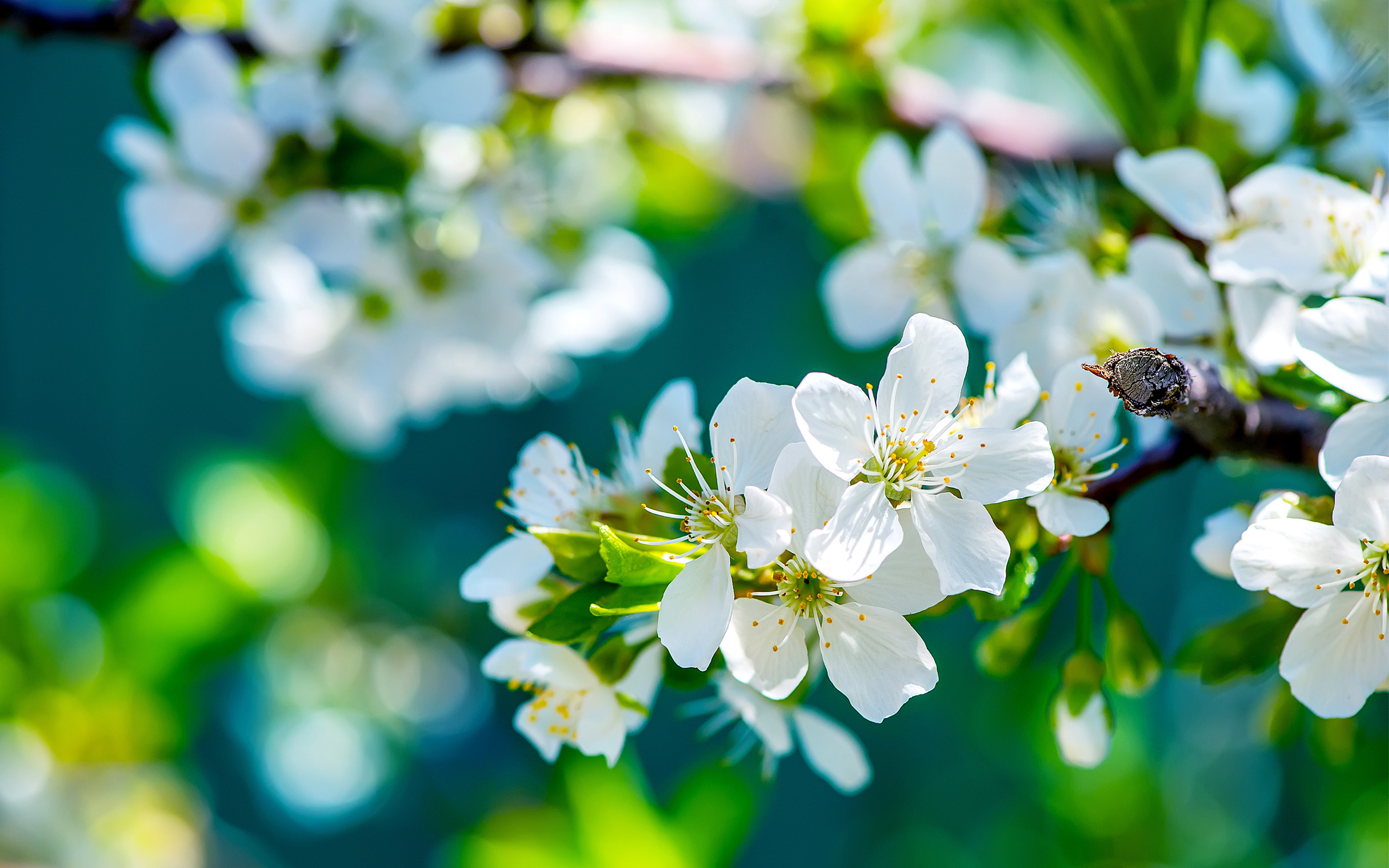 branch, flowers, macro