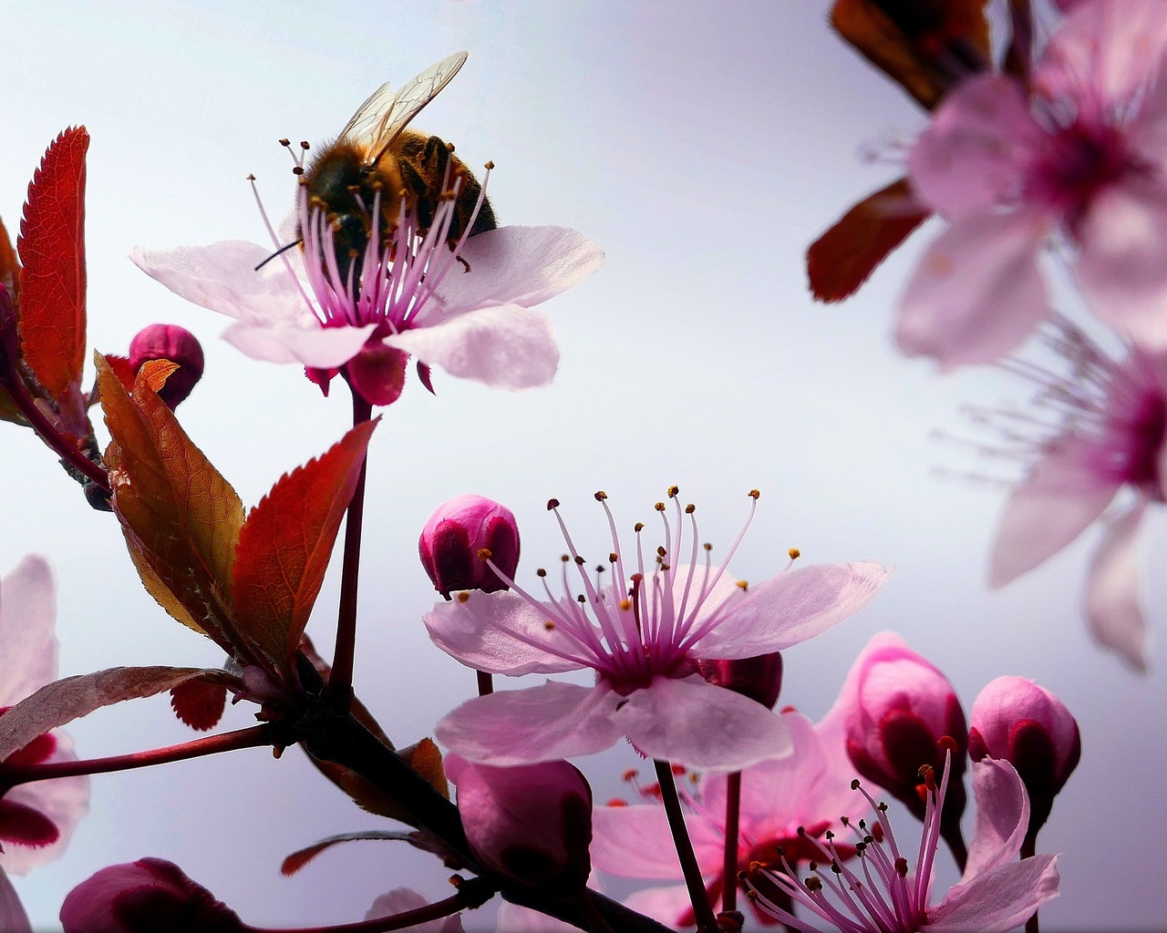 cherry, branch, flowers, bumblebee, macro, ,,,,,,,,,,,,,,,,,,,,,,,,,,,,,,,,,,.,,,,,,,,..,.,,,,,,,,,,,,.....,,,,,,,..,,,,....,.,.,,,,,,.,,,