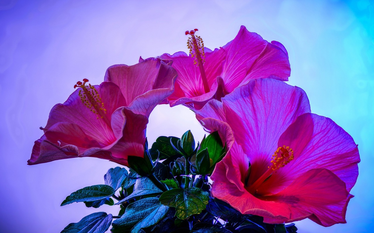 sunset, hibiscus, flowers