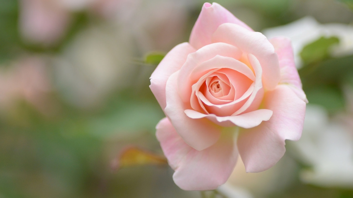 rose, bud, macro, bokeh