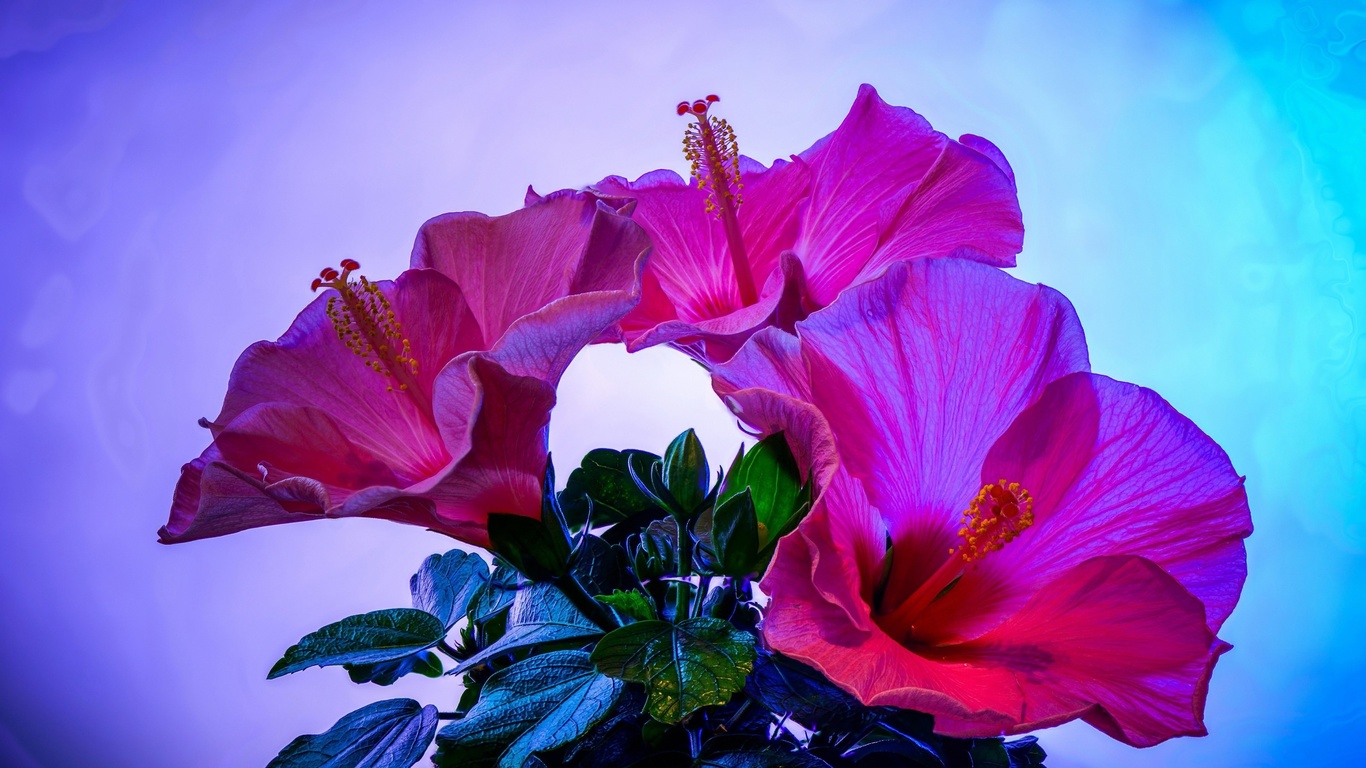 sunset, hibiscus, flowers