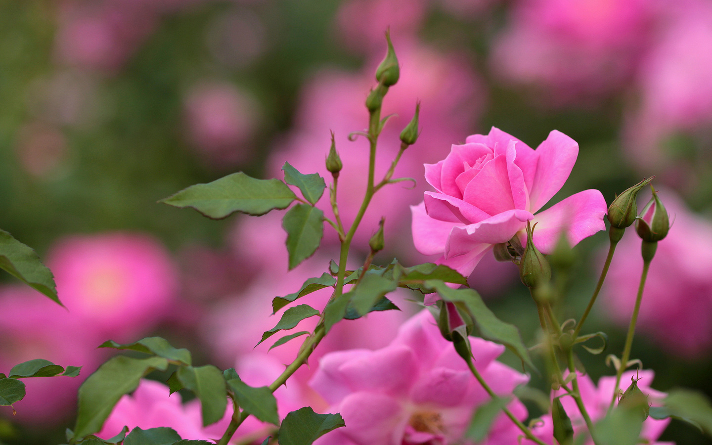 roses, butonchiki, macro