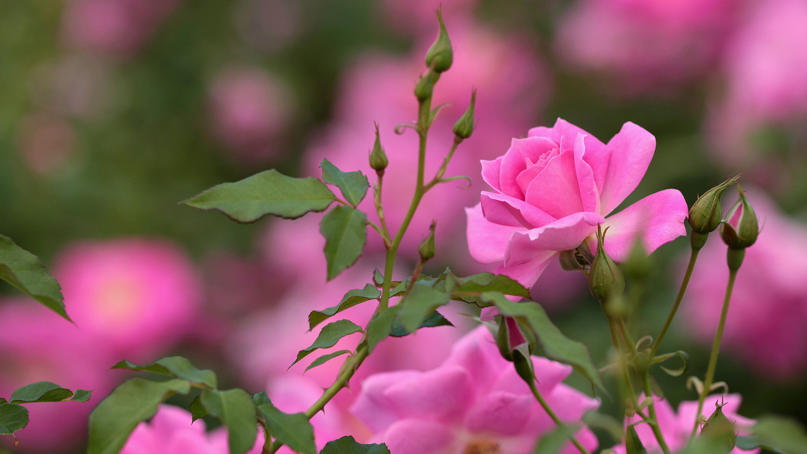 roses, butonchiki, macro