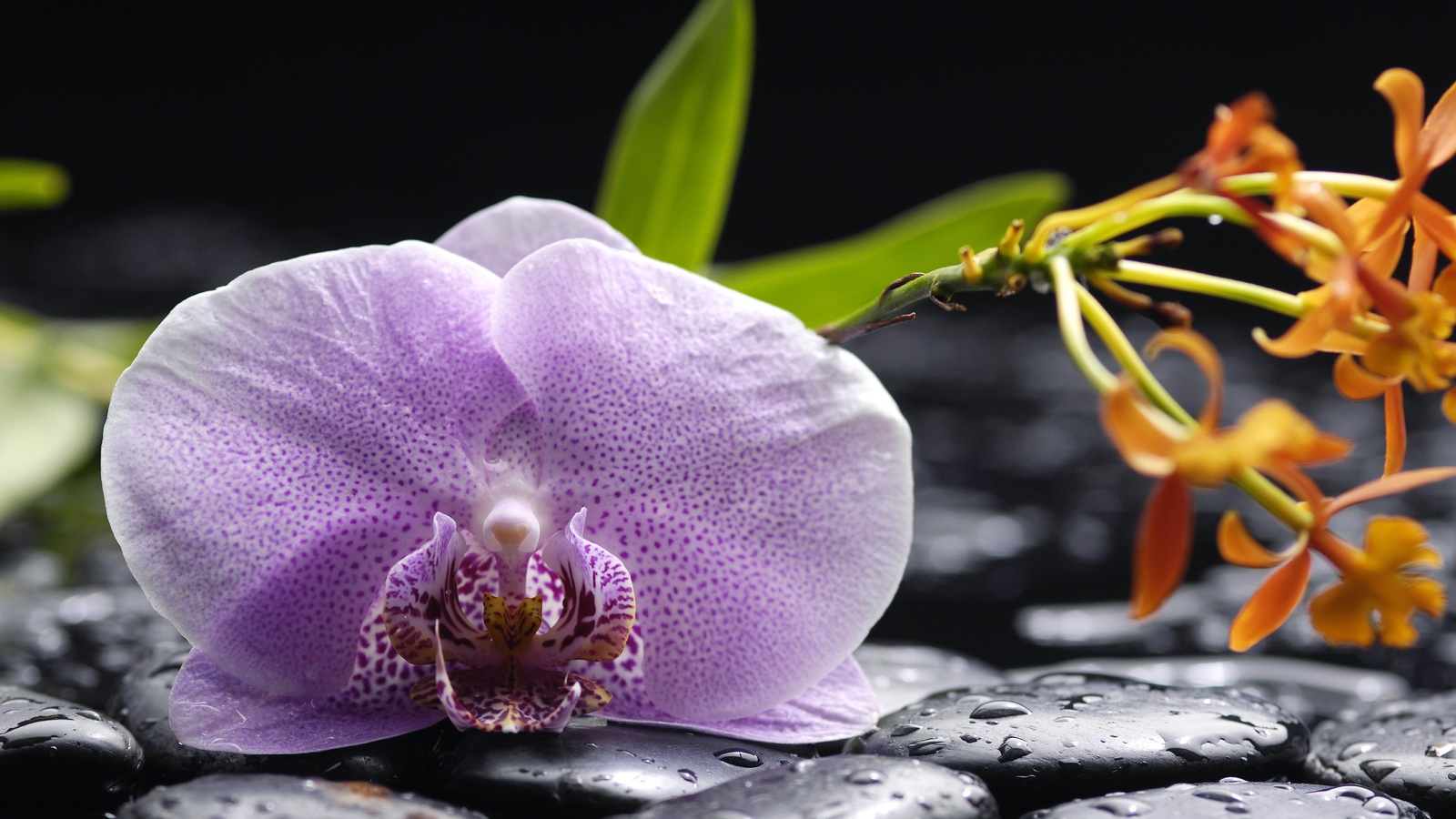 orchid, tenderness, petals, beauty