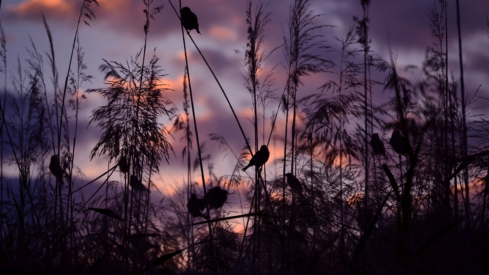 nature, birds, sparrows, sunset, serena pirredda photography