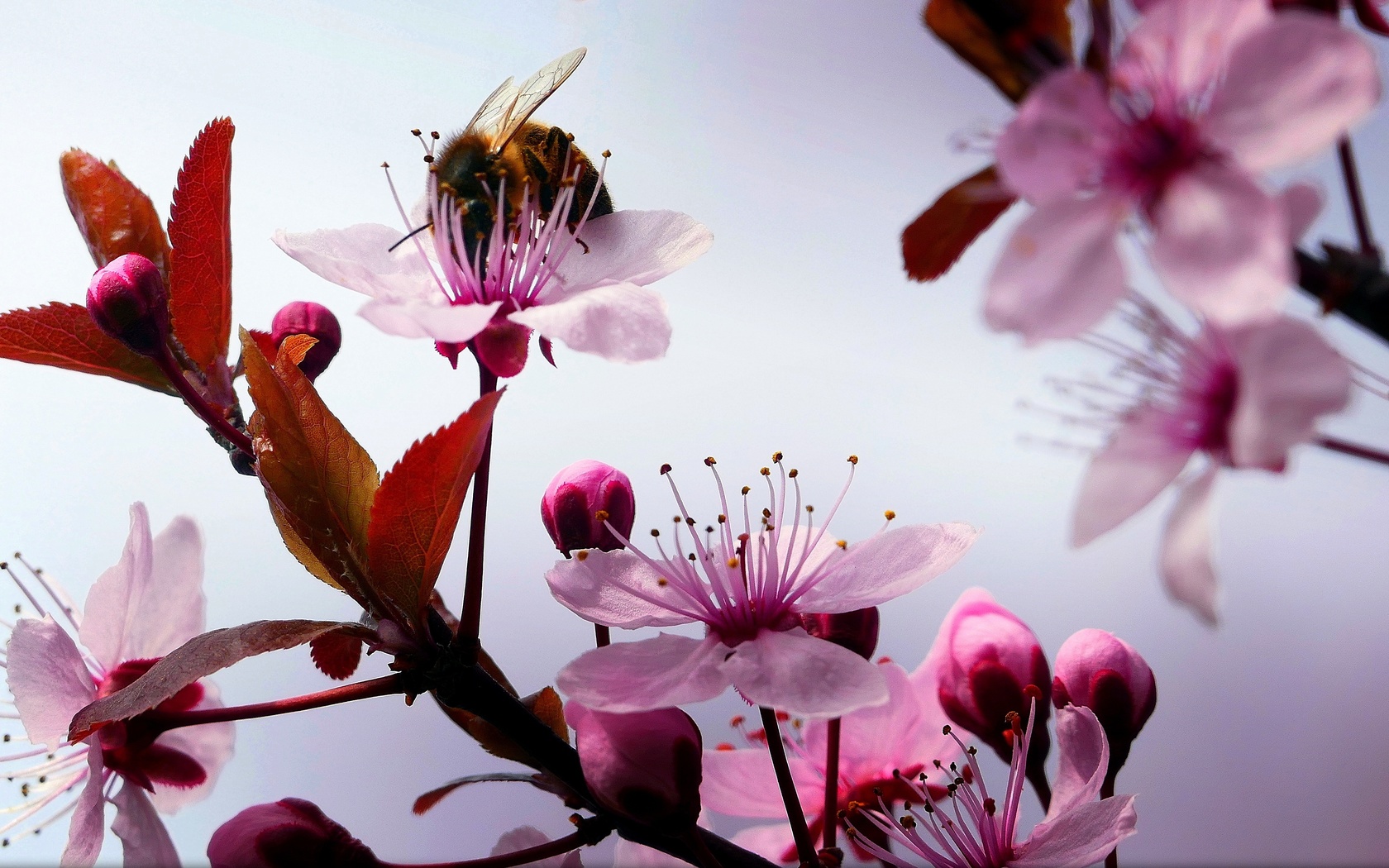 cherry, branch, flowers, bumblebee, macro, ,,,,,,,,,,,,,,,,,,,,,,,,,,,,,,,,,,.,,,,,,,,..,.,,,,,,,,,,,,.....,,,,,,,..,,,,....,.,.,,,,,,.,,,