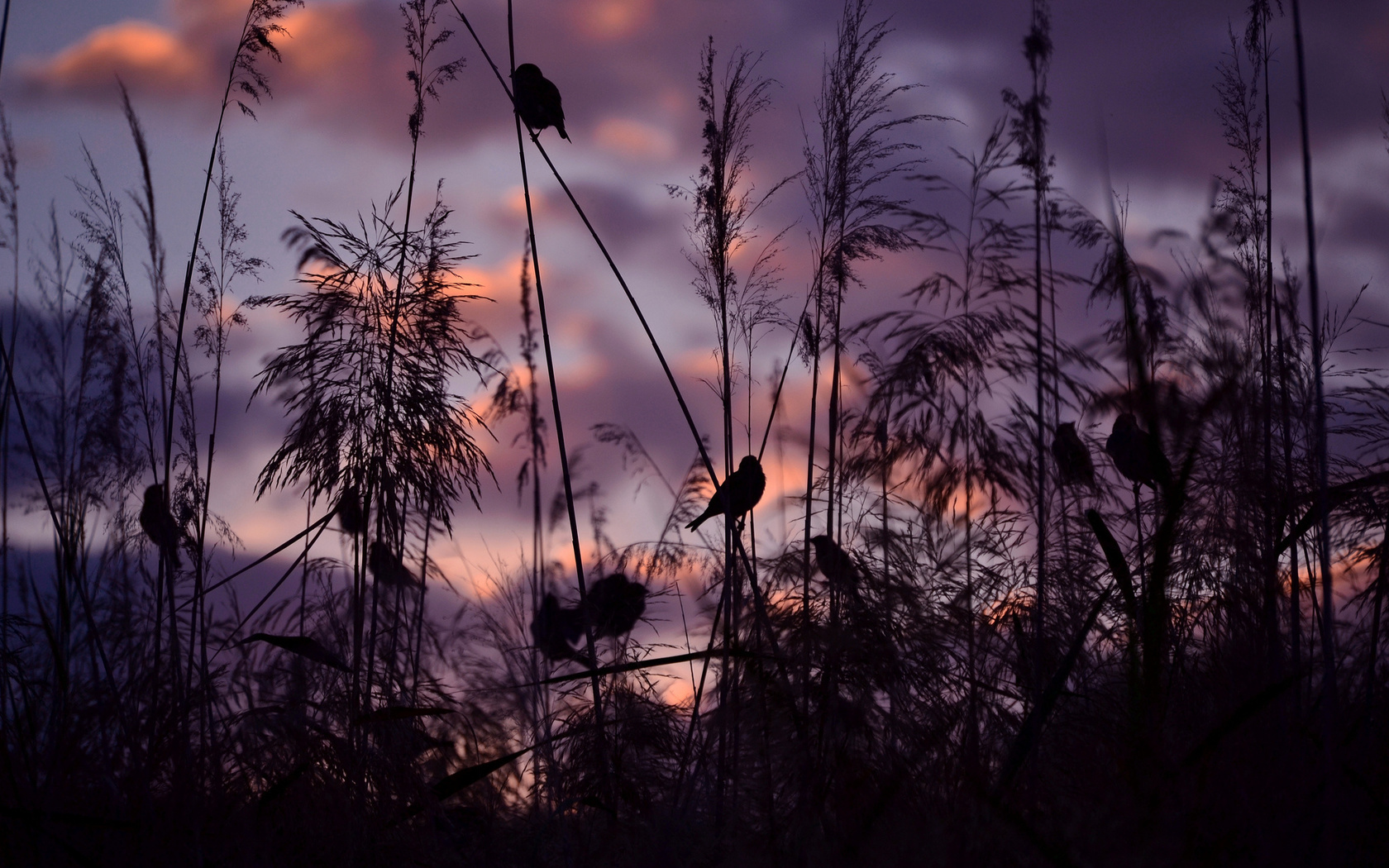 nature, birds, sparrows, sunset, serena pirredda photography