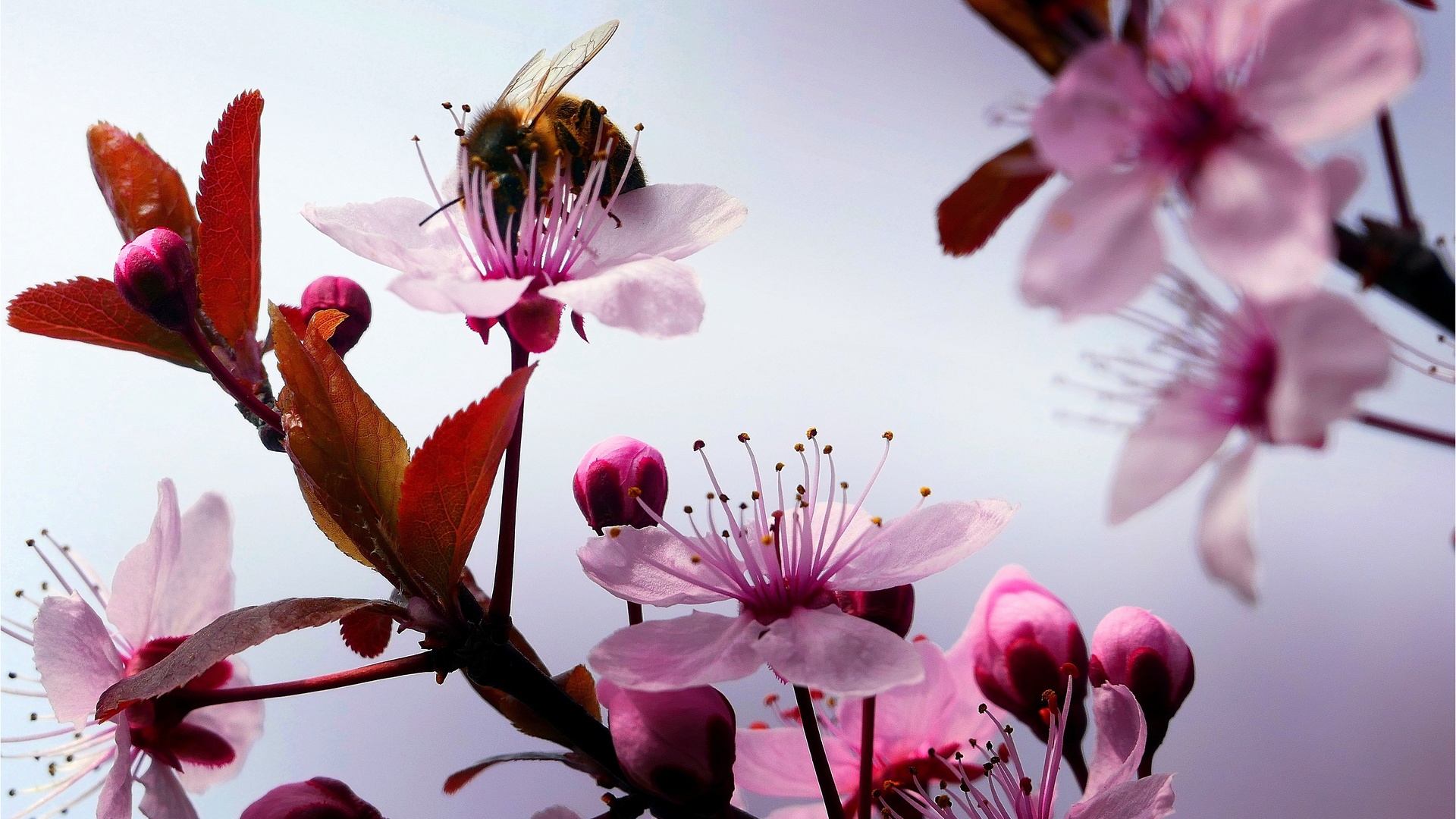 cherry, branch, flowers, bumblebee, macro, ,,,,,,,,,,,,,,,,,,,,,,,,,,,,,,,,,,.,,,,,,,,..,.,,,,,,,,,,,,.....,,,,,,,..,,,,....,.,.,,,,,,.,,,