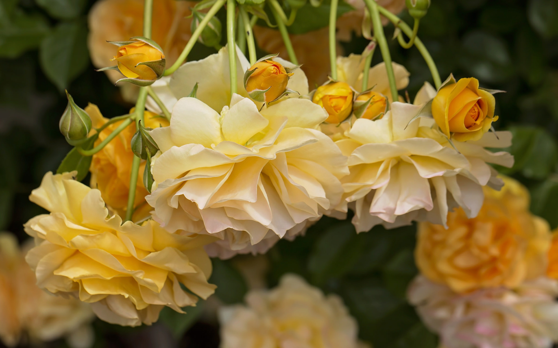 yellow roses, roses, buds