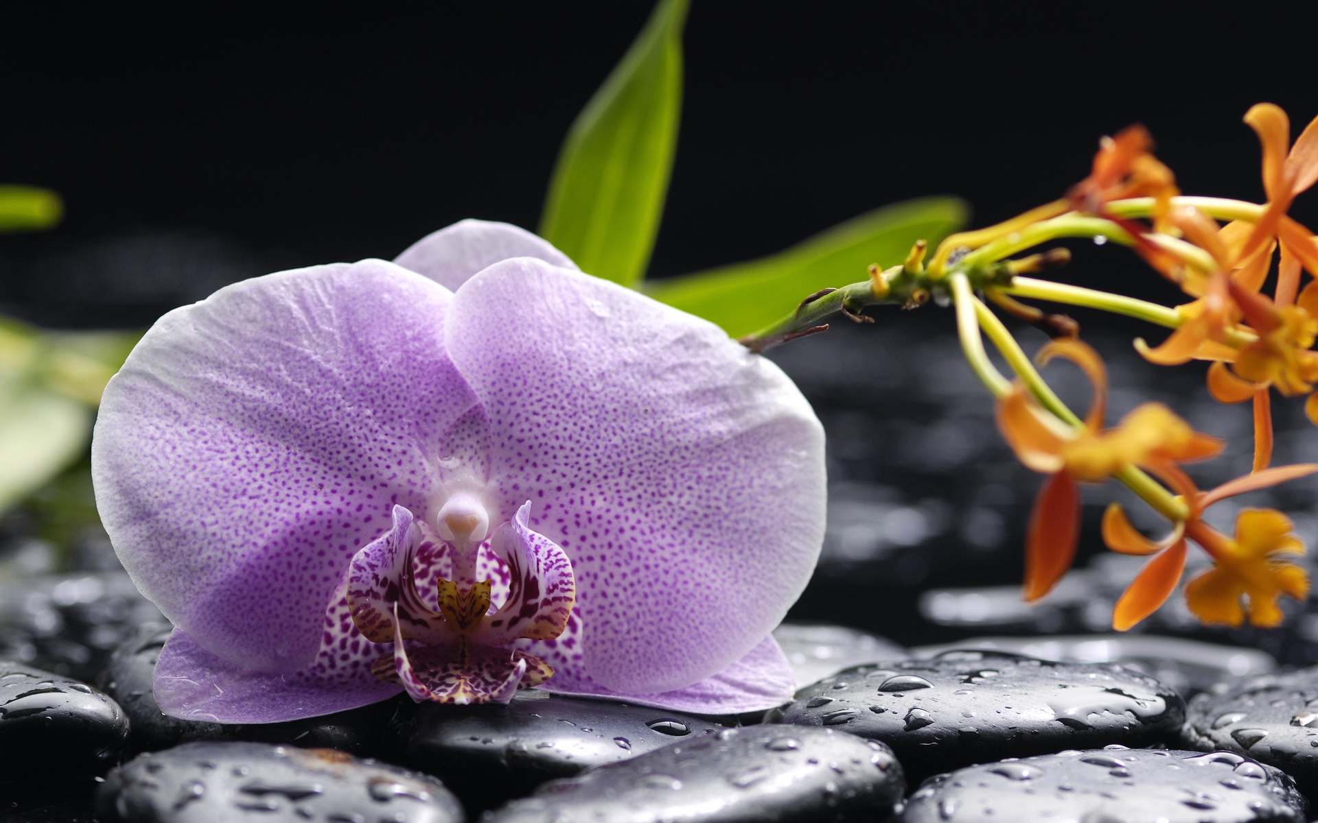 orchid, tenderness, petals, beauty