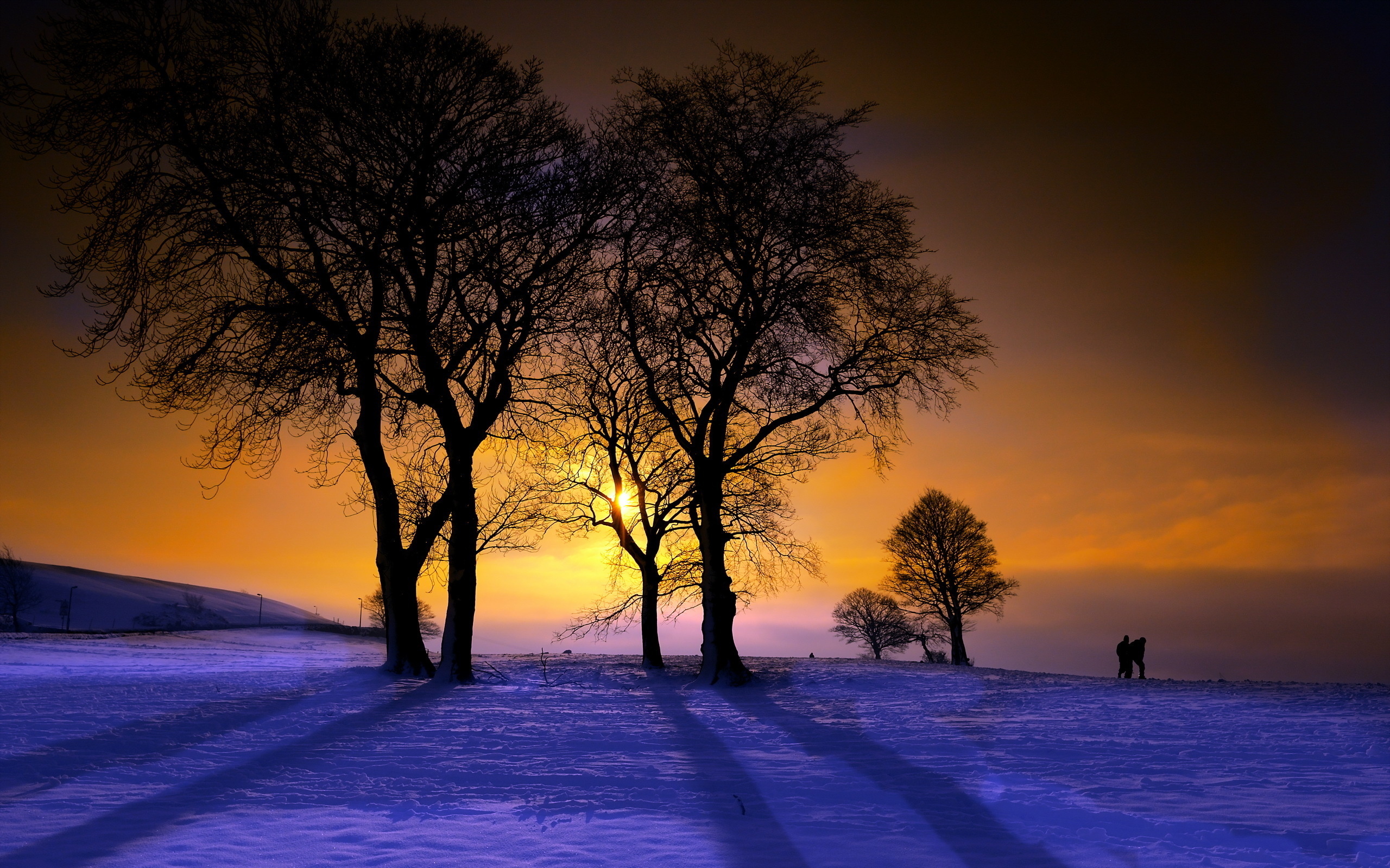 sunset, trees, landscape