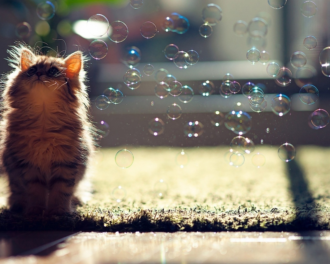 pussy, bubbles, light