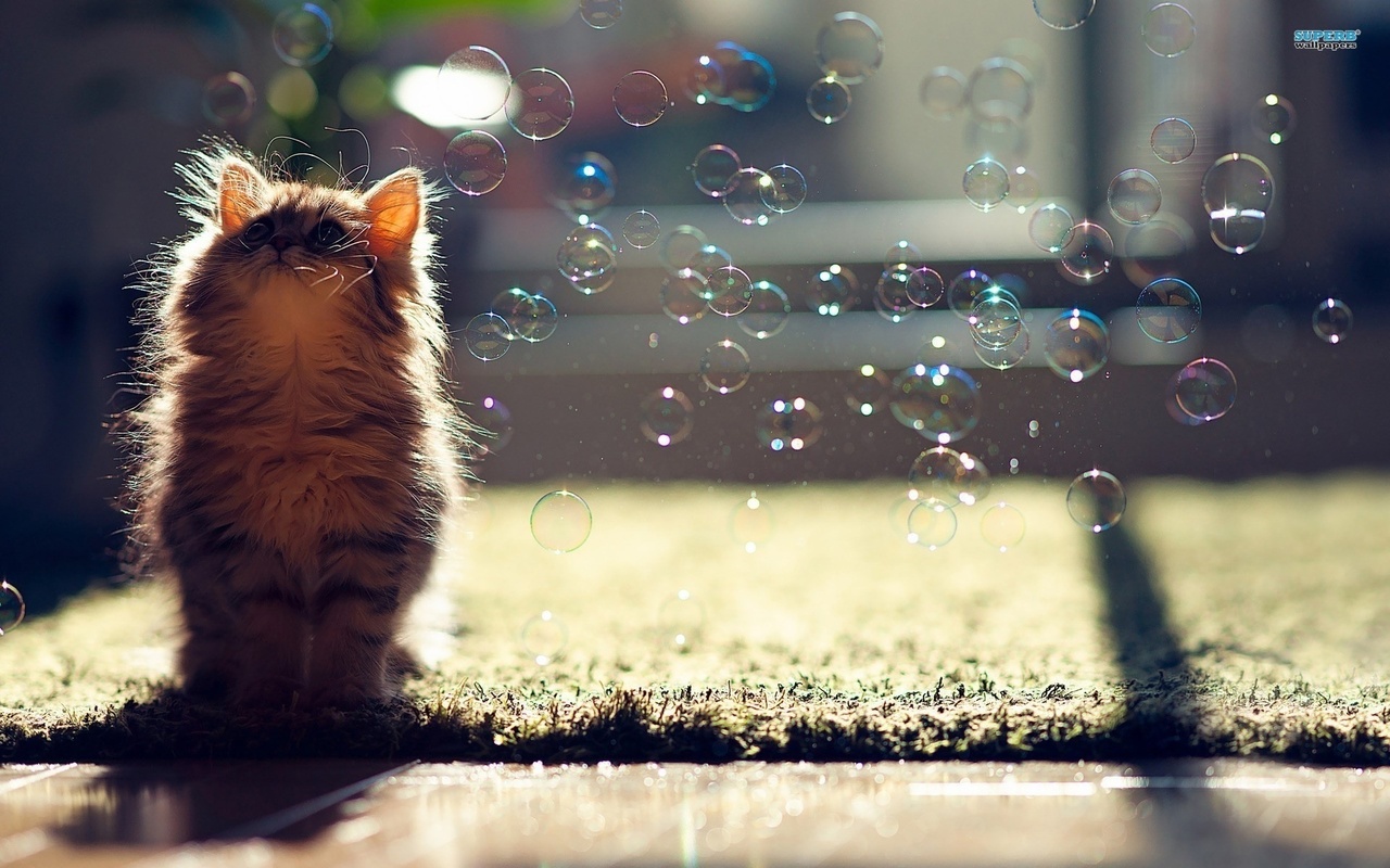 pussy, bubbles, light