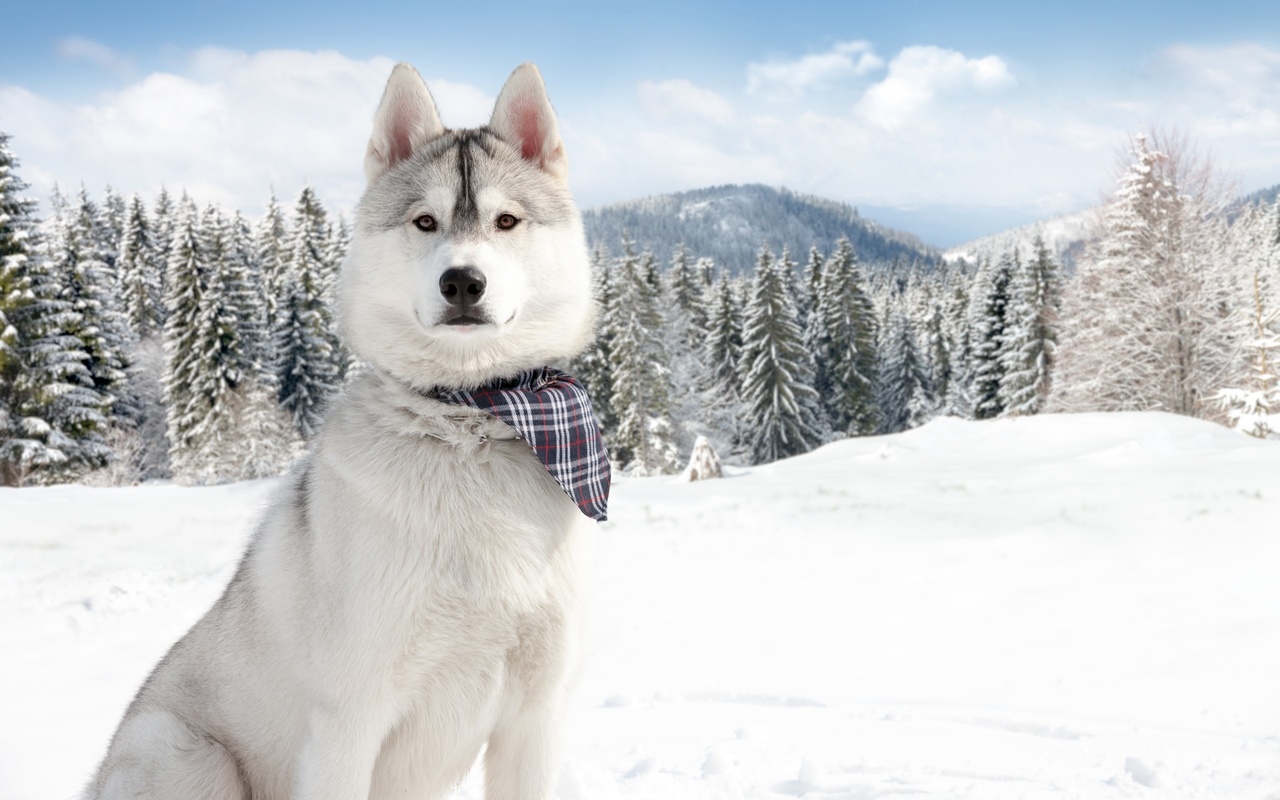 animals, animal, winter, syberian, husky