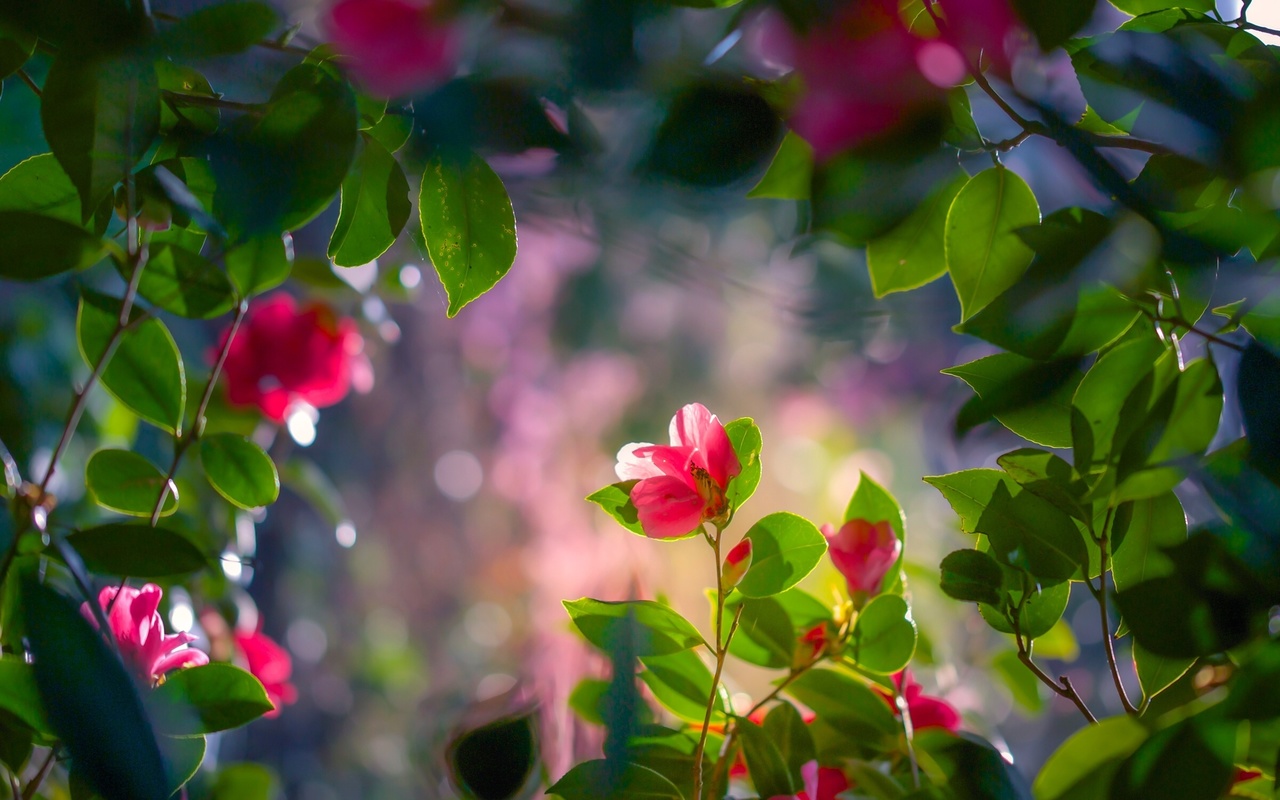 camellia, flowers, branch, foliage, , , , , ,,,,,,,,,,,,,,,,,,,,,,,,,,,,,,,,,,.,,,,,,,,..,.,,,,,,,,,,,,.....,,,,,,,..,,,,....,.,.,,,,,