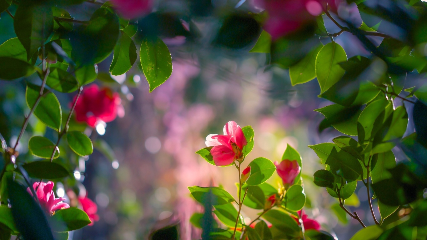 camellia, flowers, branch, foliage, , , , , ,,,,,,,,,,,,,,,,,,,,,,,,,,,,,,,,,,.,,,,,,,,..,.,,,,,,,,,,,,.....,,,,,,,..,,,,....,.,.,,,,,