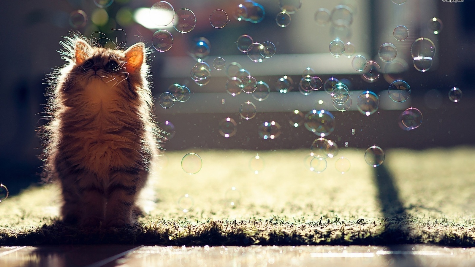 pussy, bubbles, light