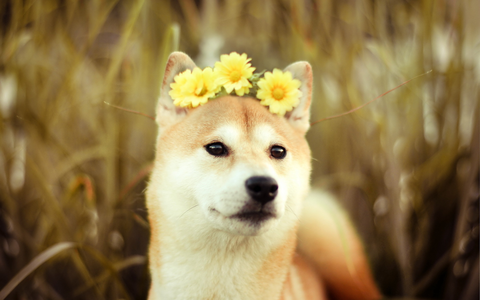 dog, friend, flowers