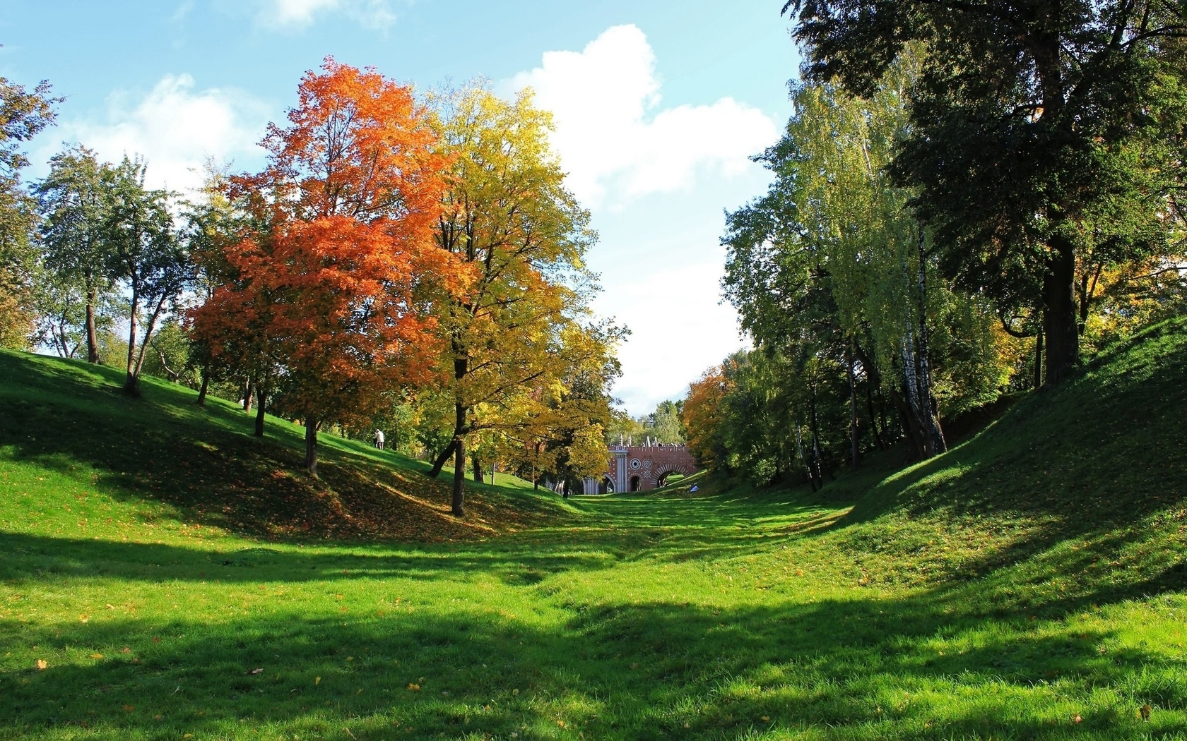 colorful, tree, grass, green