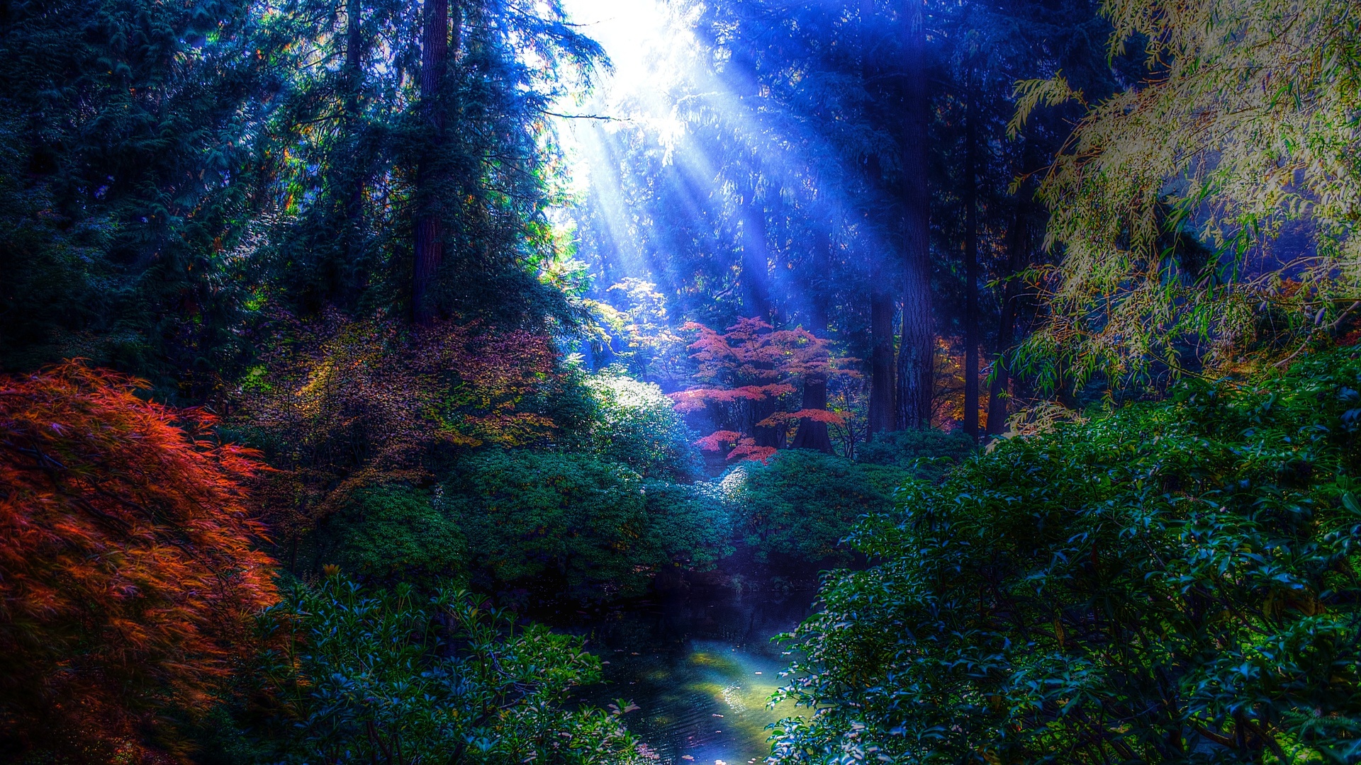 park, trees, pond, rays of the sun, landscape