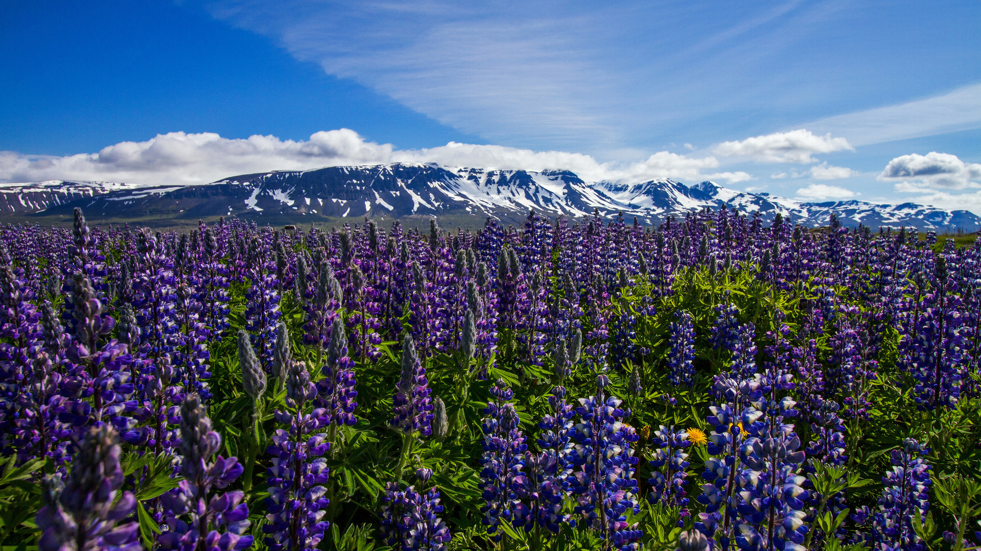 thorshofn, nordur-tingeyjarsysla, iceland, , , , 