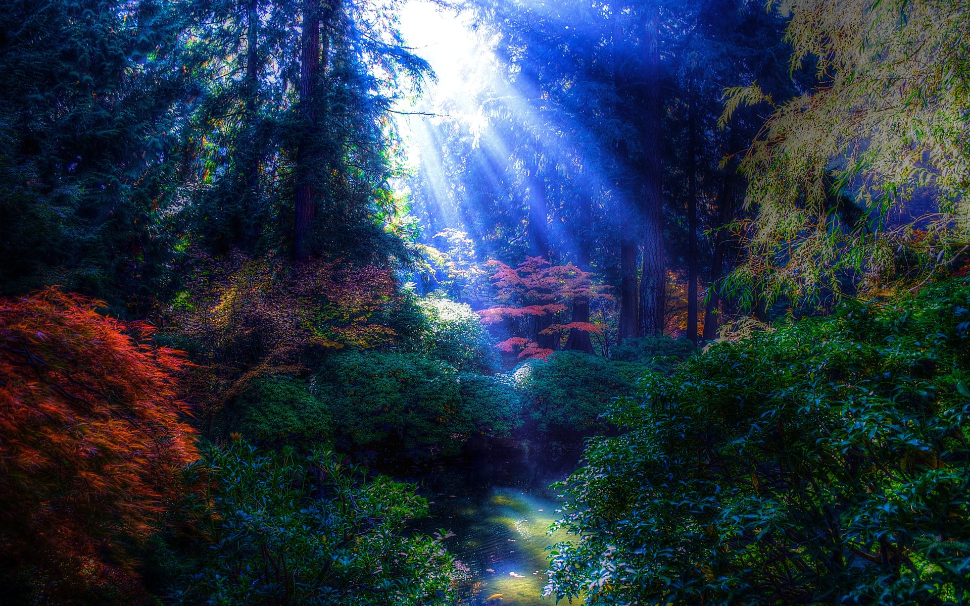 park, trees, pond, rays of the sun, landscape