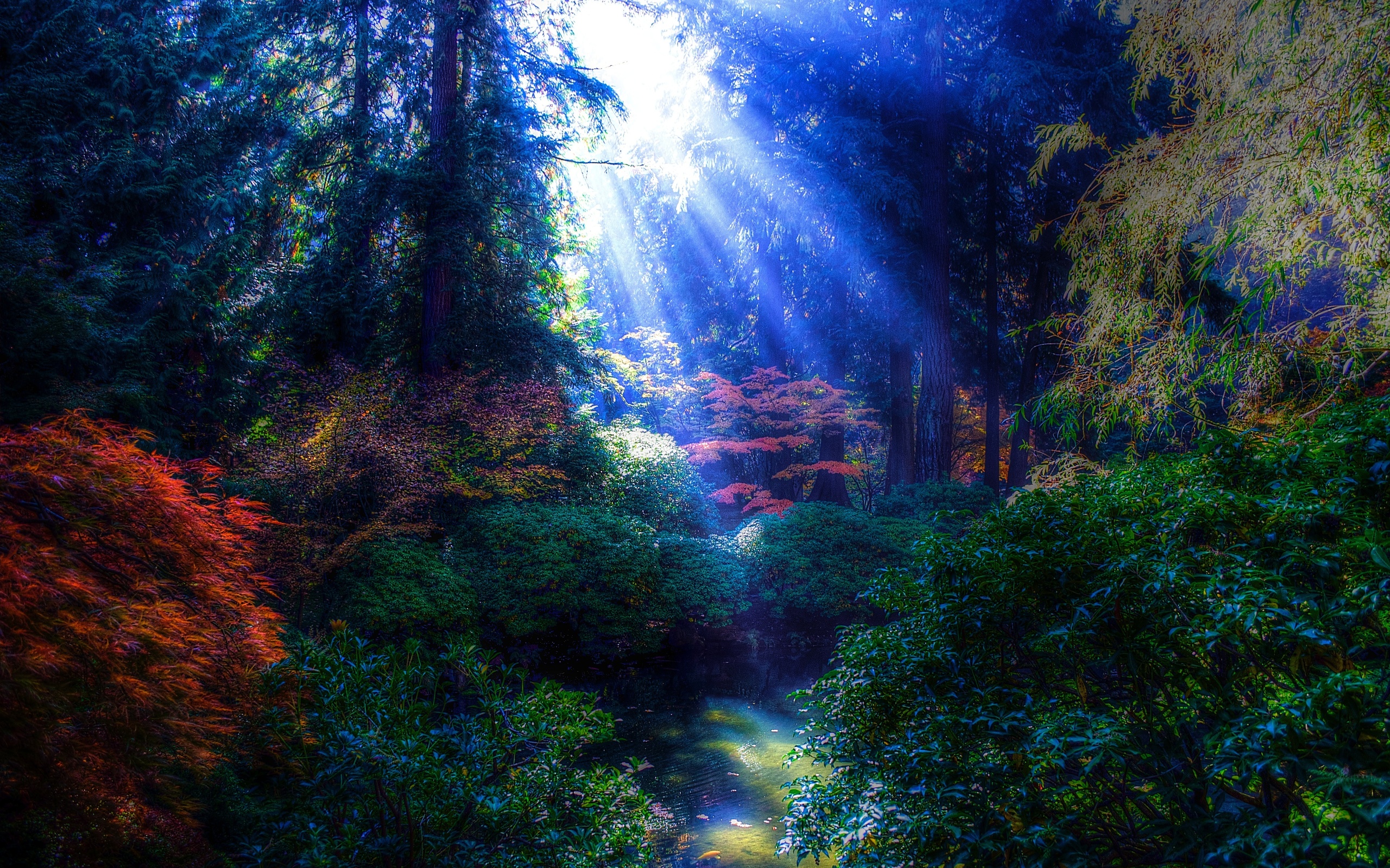 park, trees, pond, rays of the sun, landscape