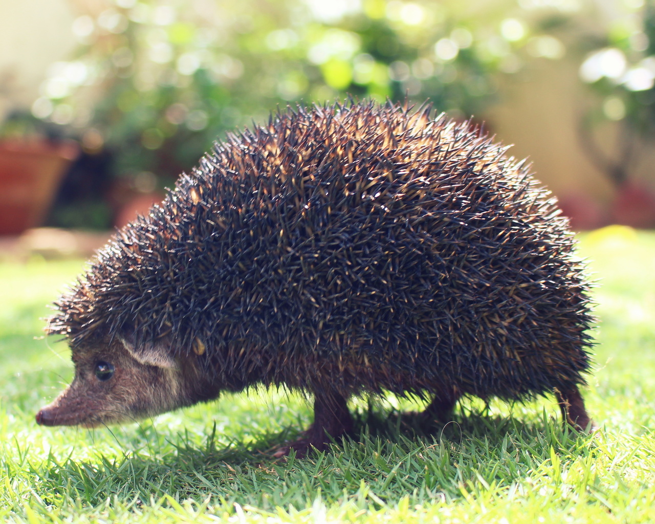 garden, animal, hedgehog, spines, 