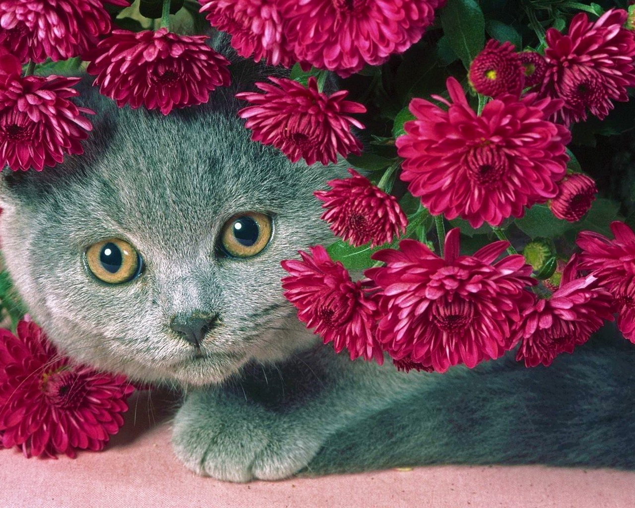 cat, gray, flowers, serenevye, a fat cat, beautiful