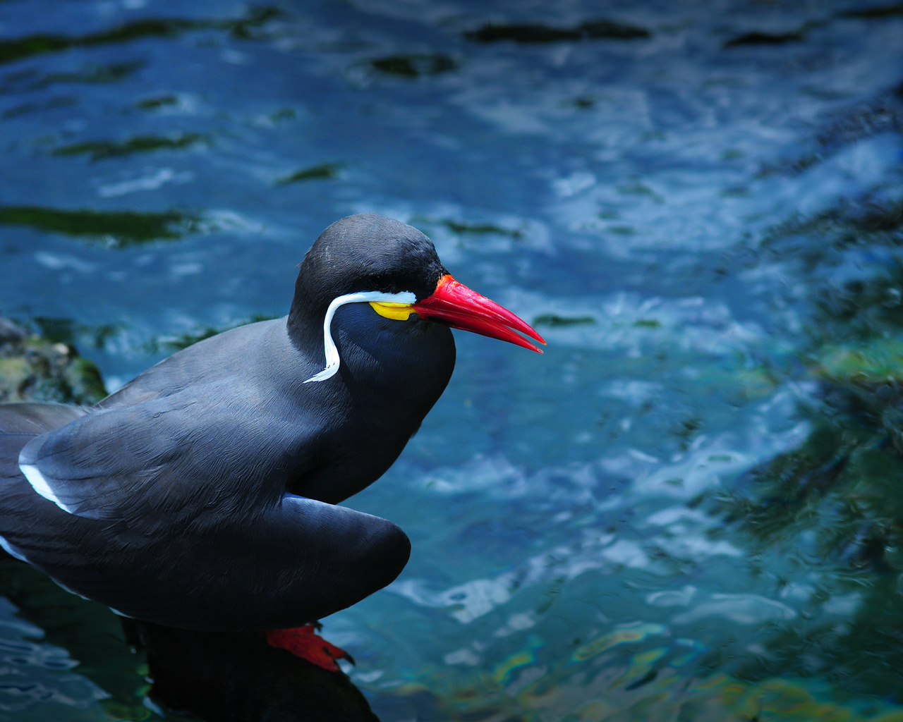 nca tern, enkased, photography, animals, plants