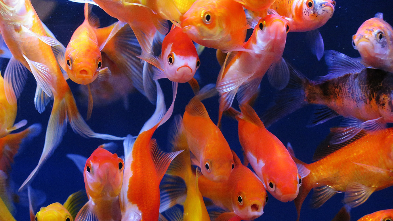 aquarium fish, aquarium, goldfish, ,